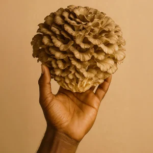 COMING SOON! Maitake Dual extract Tincture. AVAILABLE FOR PRE ORDER to be dispatched from 10th June