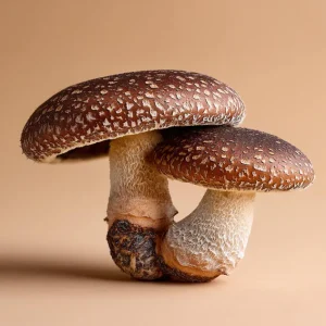 COMING SOON! Shiitake Dual Extract Tincture. AVAILABLE FOR PRE ORDER to be dispatched from 10th June