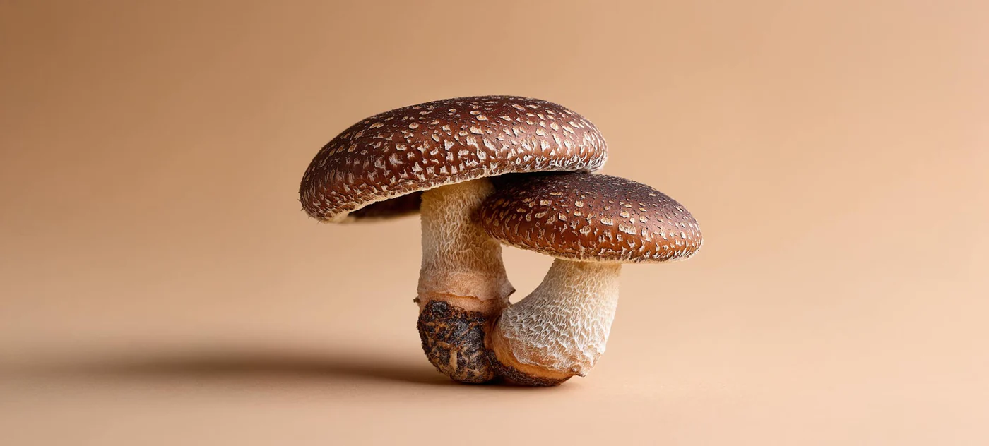COMING SOON! Shiitake Dual Extract Tincture. AVAILABLE FOR PRE ORDER to be dispatched from 10th June