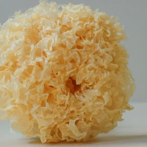 COMING SOON! Tremella Dual Extract Tincture. AVAILABLE FOR PRE ORDER to be dispatched from 10th June