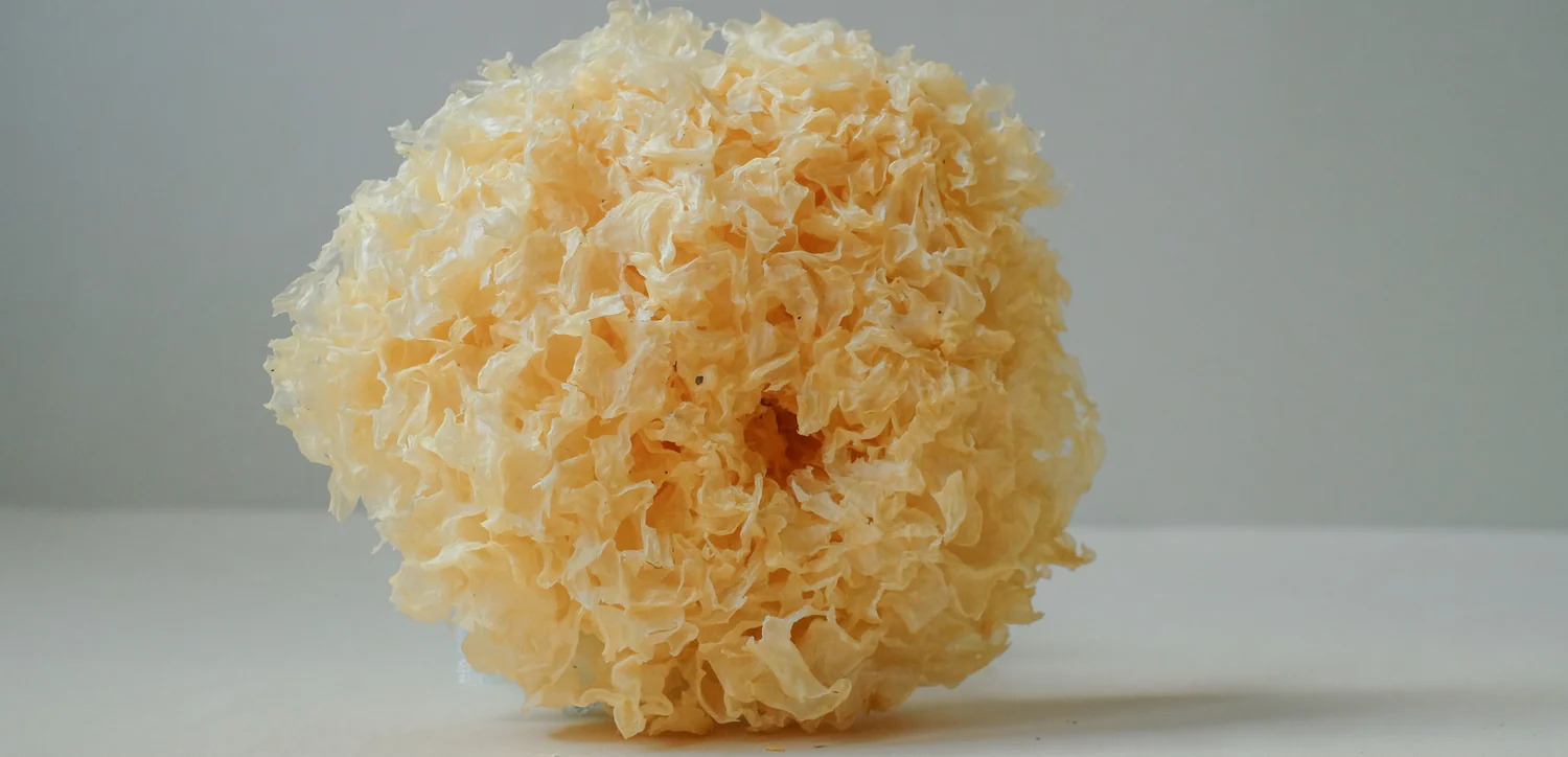 COMING SOON! Tremella Dual Extract Tincture. AVAILABLE FOR PRE ORDER to be dispatched from 10th June