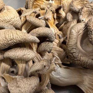 Isle of Wight Grown and Dried Oyster mushroom 25g