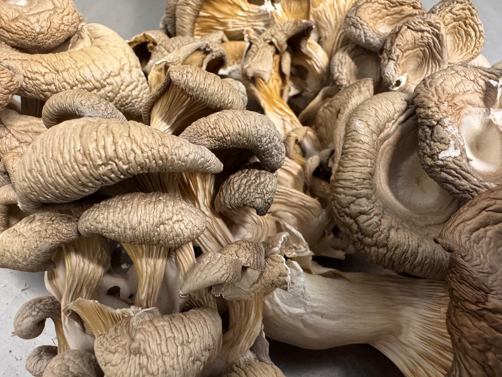 Isle of Wight Grown and Dried Oyster mushroom 25g